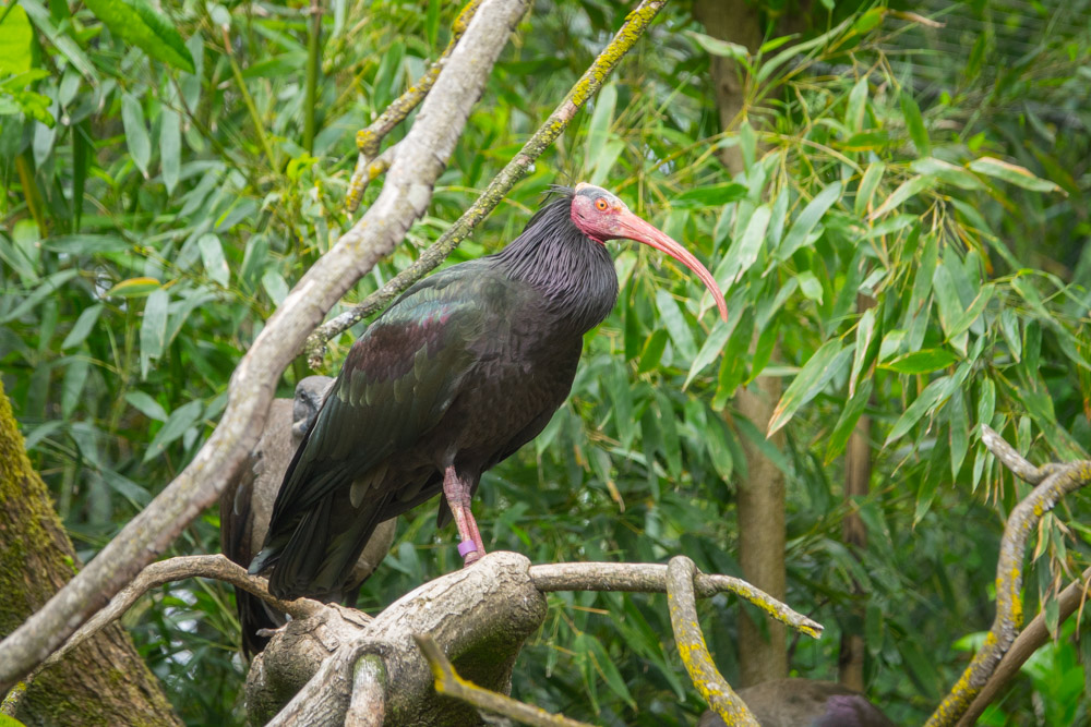 Northern bald ibis.jpg